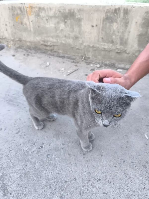 кот 2