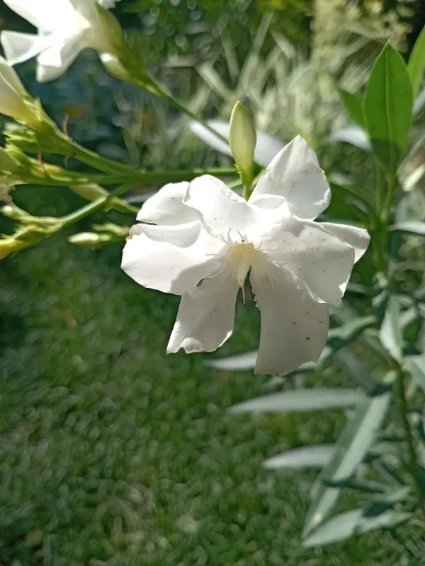Олеандр белый, Oq tolguli (Nerium oleander) — 70 см — фото 1