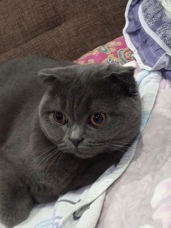 Шотландские котята — фото 1