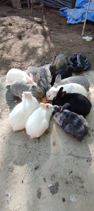 куён, кролик, зайцы, quyon