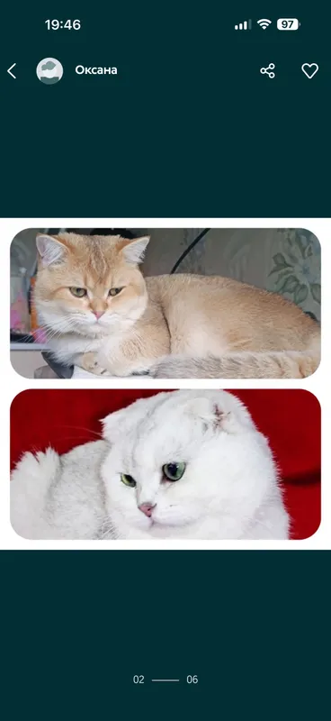 Вязка коты шиншиллы — фото 4
