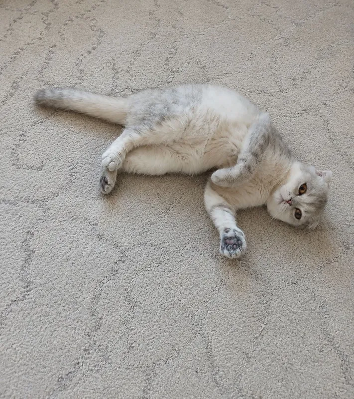 Скотиш фолд девочка Скотиш фолд девочка