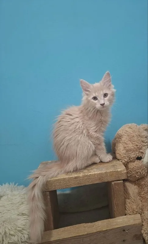 Продаются котята мейн-куна с русской голубой — фото 1