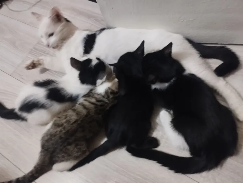 Mushukchalarni beraman. 2,5 oylik. Lotokka o‘rgatilgan 2