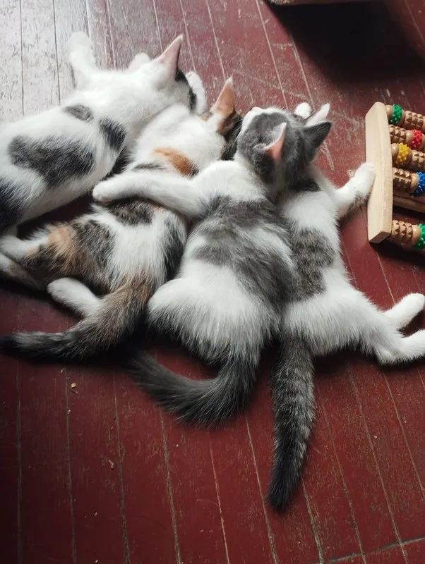 Отдам даром 4котенка,1,5 месяца — фото 2
