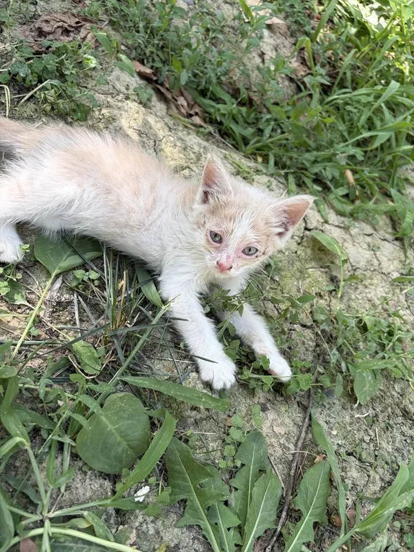 Срочно котята в добрые руки 5 Срочно котята в добрые руки 5