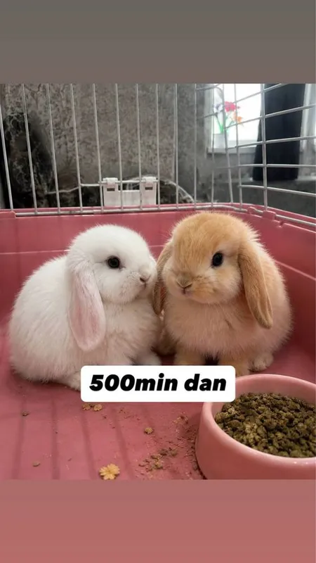 Domda boqiladigan quyonla bor karlikla, mini lops, nederlandskiy quyon 1