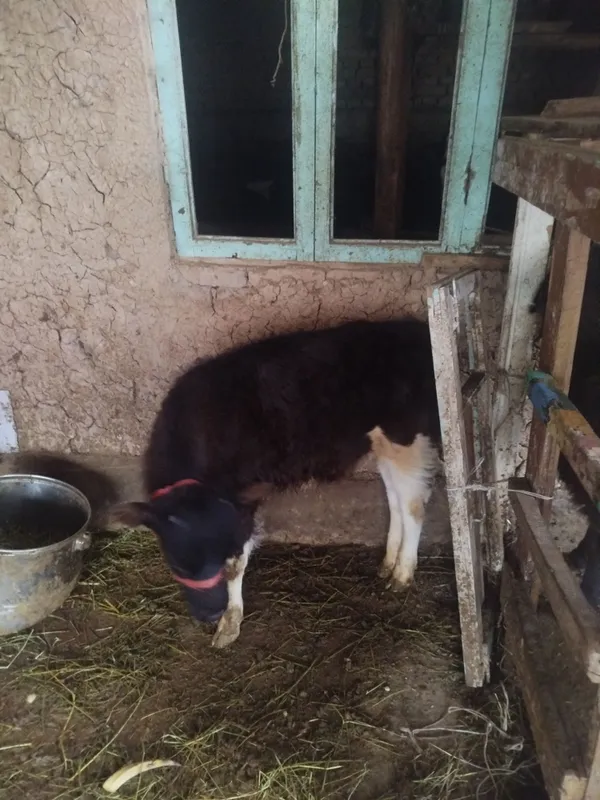 Sotiladi Toshkent nazarbeda buqacha 3 oyli atrorida