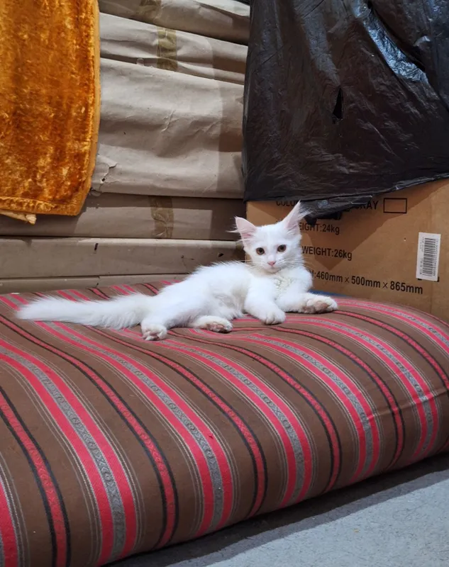 Котёнок ищет любящую семью 4 Котёнок ищет любящую семью 4