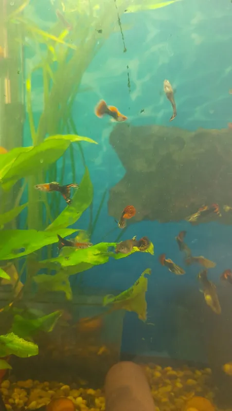 Akvarium guppi baliqlari 3 Akvarium guppi baliqlari 3
