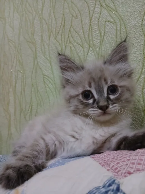 Котенок-девочка,2 месяца — фото 3