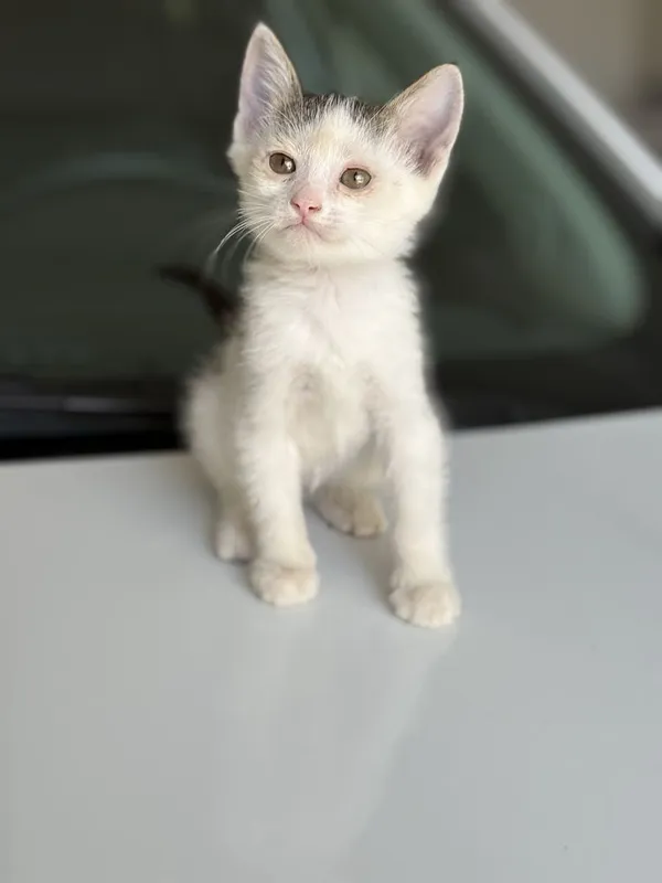 котята в добрые руки 2 котята в добрые руки 2