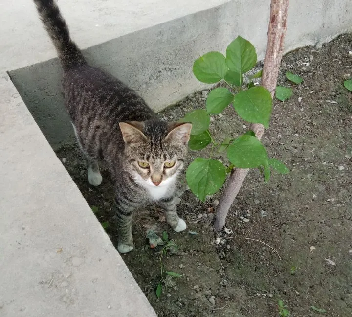 Очень ласковый домашний кот, привыкший к домашним условиям 1 Очень ласковый домашний кот, привыкший к домашним условиям 1