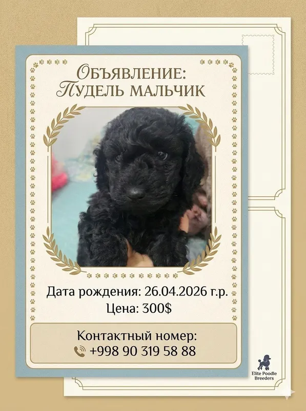 Щенок пуделя