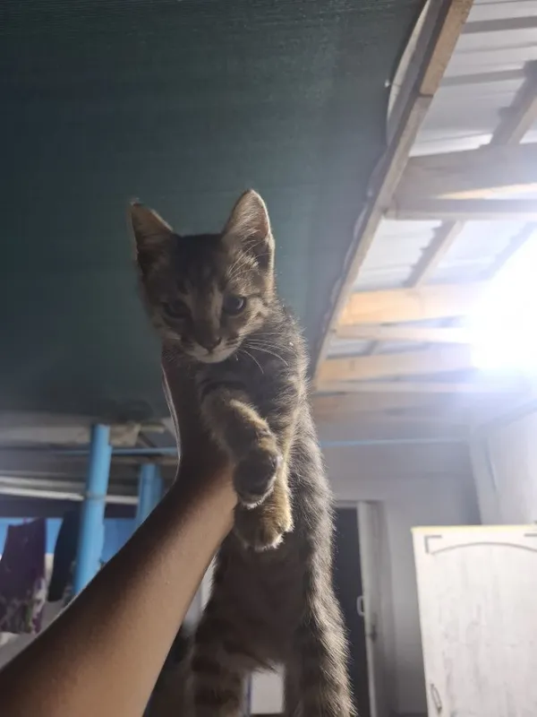 Отдам котят в хорошие руки 3
