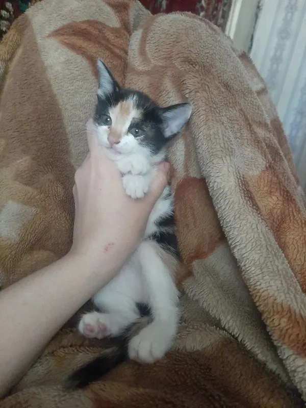 Котята в заботливые руки — фото 6