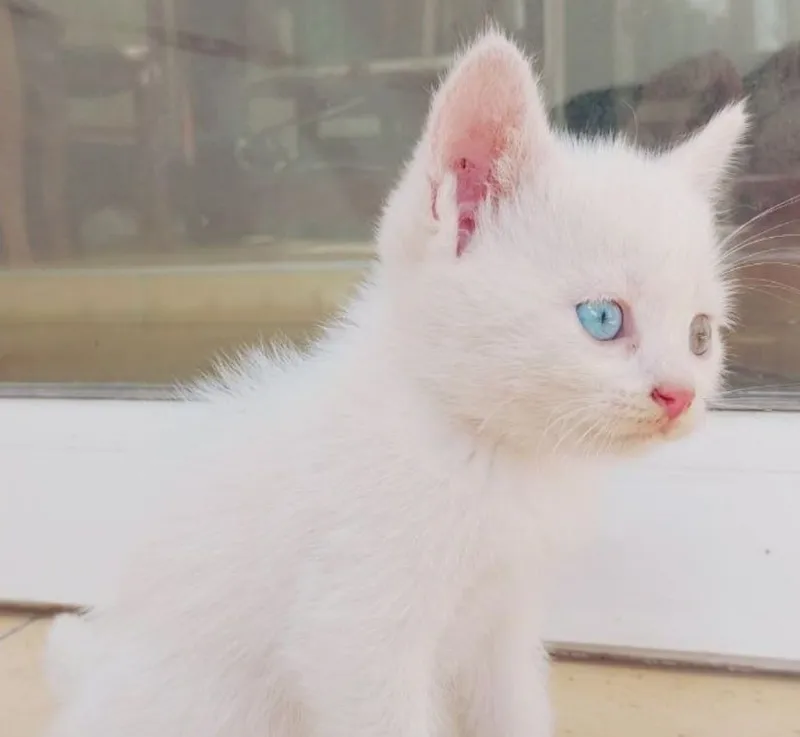 Продаются пародистые котята