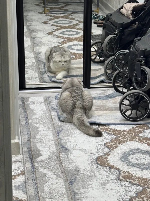 Шотландский вислоухий кот, возраст 2 — фото 2