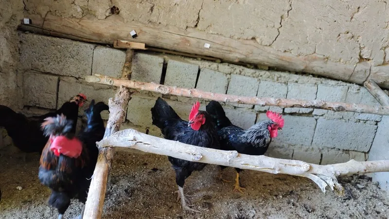 Xurozlar sotiladi Qora shaxzoda tuximidan chiqqan — фото 6