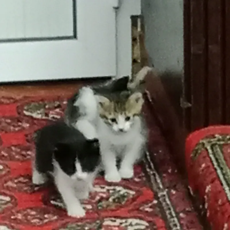 Mushuk bolalari hadya