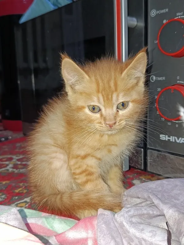 Parodiyali piwik 2oyliq.yaxwi qarab biladonlara baraman
