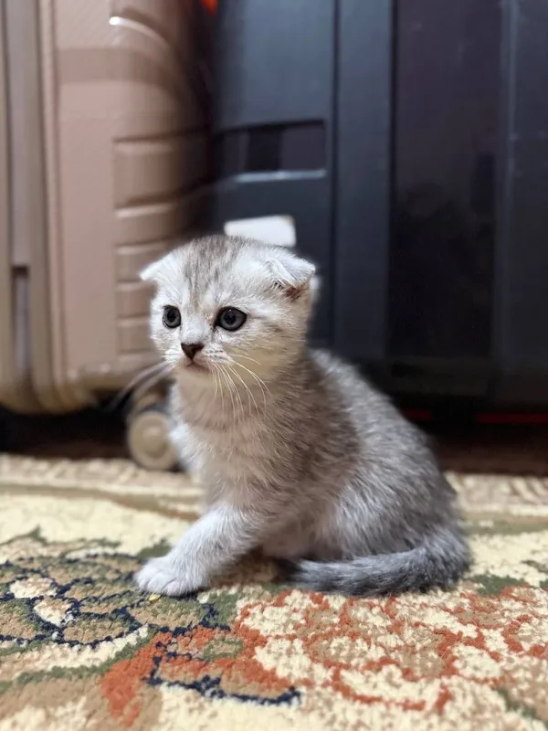 Скотиш Фолд серебристая шиншилла — фото 1