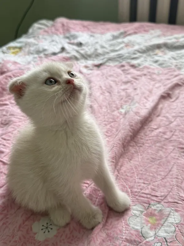 Скоттиш фолд пародали мушукча — фото 1
