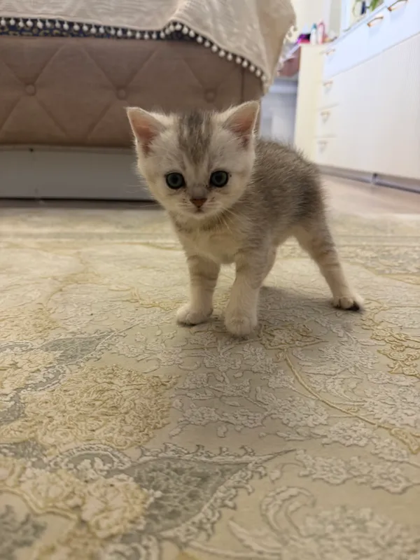 Котята шиншиллы — фото 1