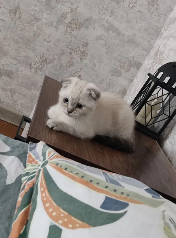 Продается котенок девочка скотиш фолд родилась 4 апреля 1