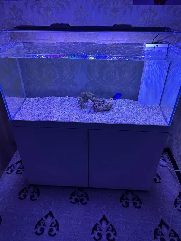 Dengiz akvariumi sotaman,морской аквариум 2 Dengiz akvariumi sotaman,морской аквариум 2
