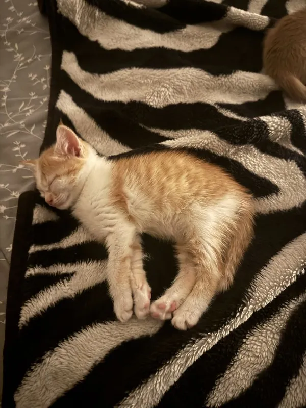 Отдам котят в ответственные руки 4