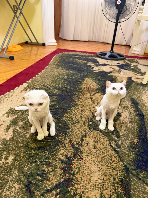 Кошка 2
