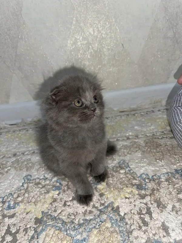 Шотландская вислоухая кошка — фото 3