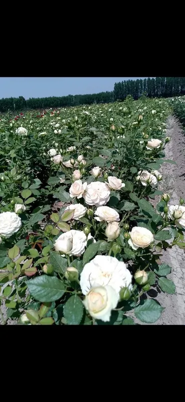 Istalgan turdagi gul ko'chatlari bor 300 xil — фото 4