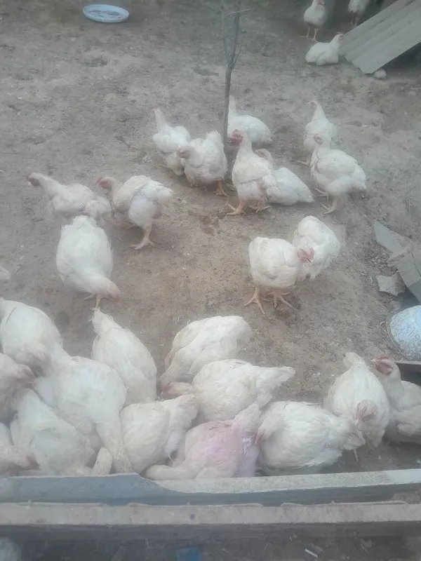 Продаются бройлерные куры