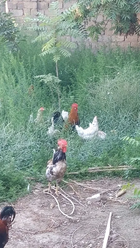 Xoʻrozlar bor uyda boqilgan sogʻlom 2 Xoʻrozlar bor uyda boqilgan sogʻlom 2