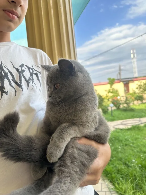 Мушук Скоттиш страйт 2 Мушук Скоттиш страйт 2