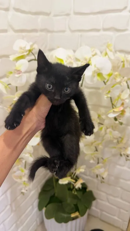 Scottish fold 1ta sotiladi 3ta oddiy parodali mushuk xadyaga beriladi 7 Scottish fold 1ta sotiladi 3ta oddiy parodali mushuk xadyaga beriladi 7