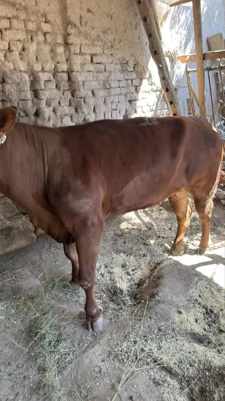 Angus Urgochi bukalar 2 tasi 3 Angus Urgochi bukalar 2 tasi 3