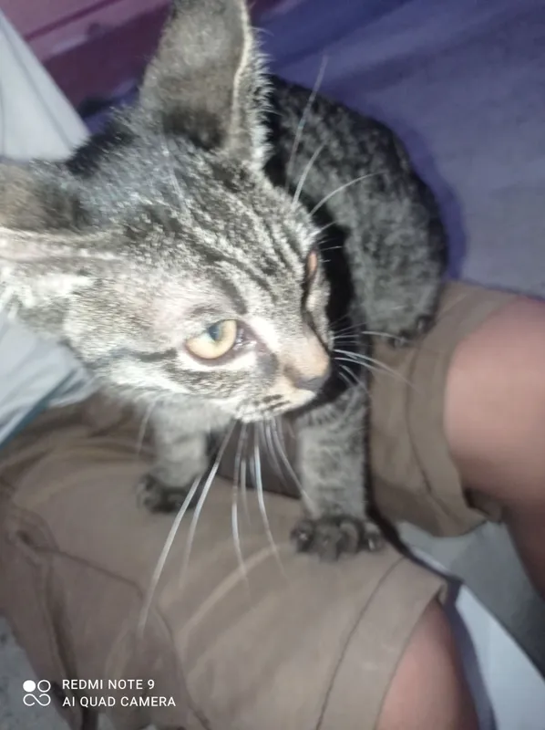 кошка 1
