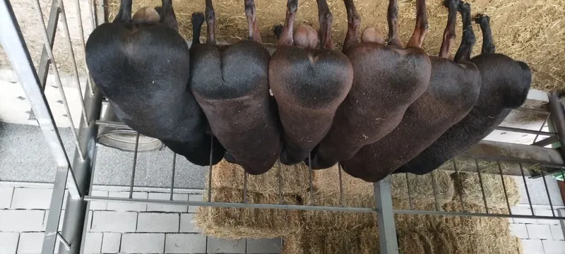 Qoʻyi qurbonlik uchun tirik vazni 95 kg + 1kg 90000 soʻm