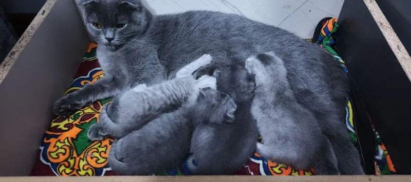 Scottish Fold bolachalari 1 Scottish Fold bolachalari 1