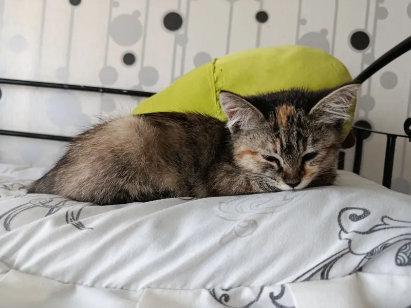 Отдам котенка даром! (Девочка)