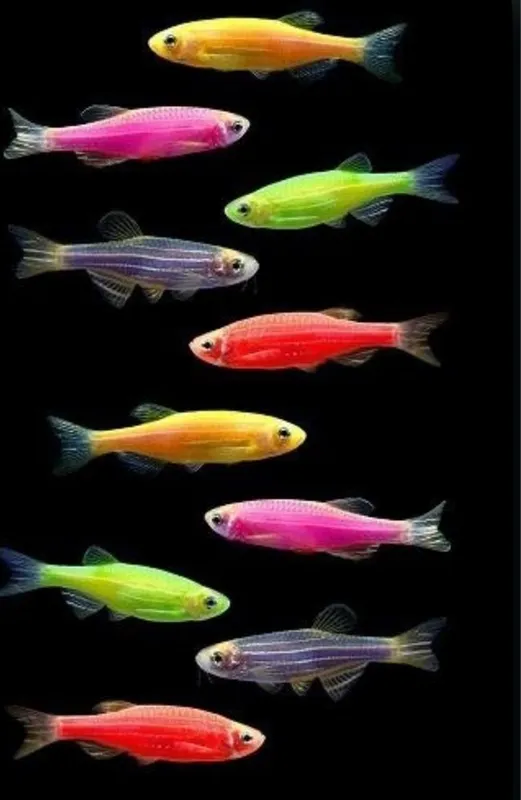 danio baliqlari 2 danio baliqlari 2