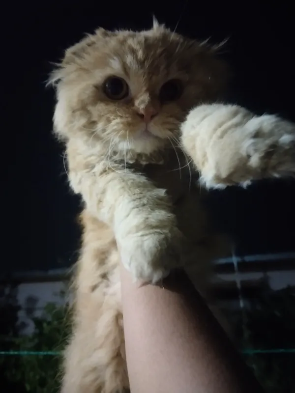 кошки 4 кошки 4