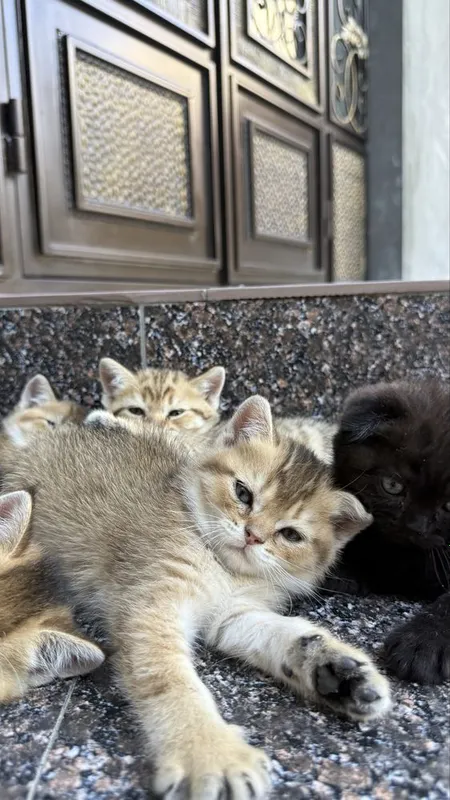 Породистые котята золотая шиншила 1 Породистые котята золотая шиншила 1
