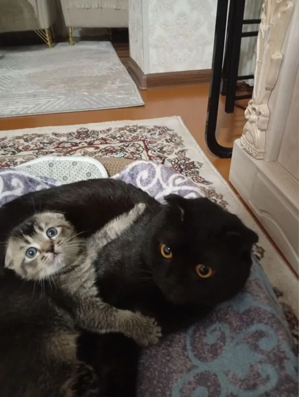 Продаются породистые котята. — фото 2