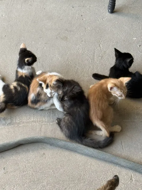 Котята отдам в добрые руки