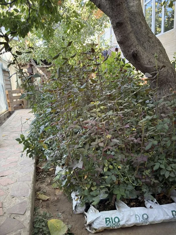Atirgul kochat sotiladi chorniy va topaz 2 Atirgul kochat sotiladi chorniy va topaz 2