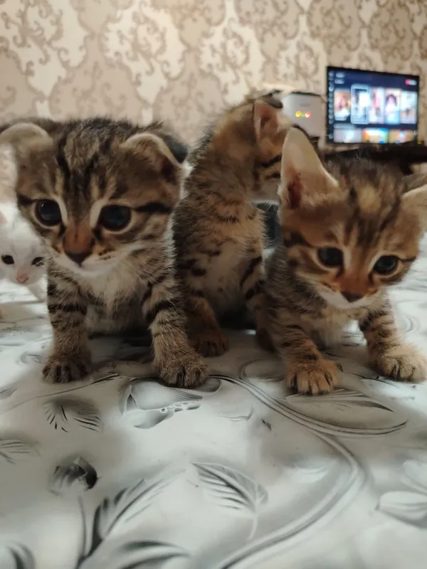 Продаются милые котята 5 Продаются милые котята 5